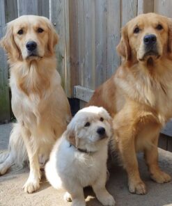 Golden Retriever parent dogs Thor and Odile